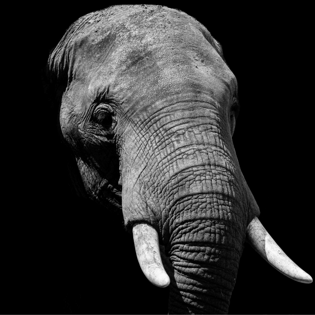 Unheard Voices - Elephants