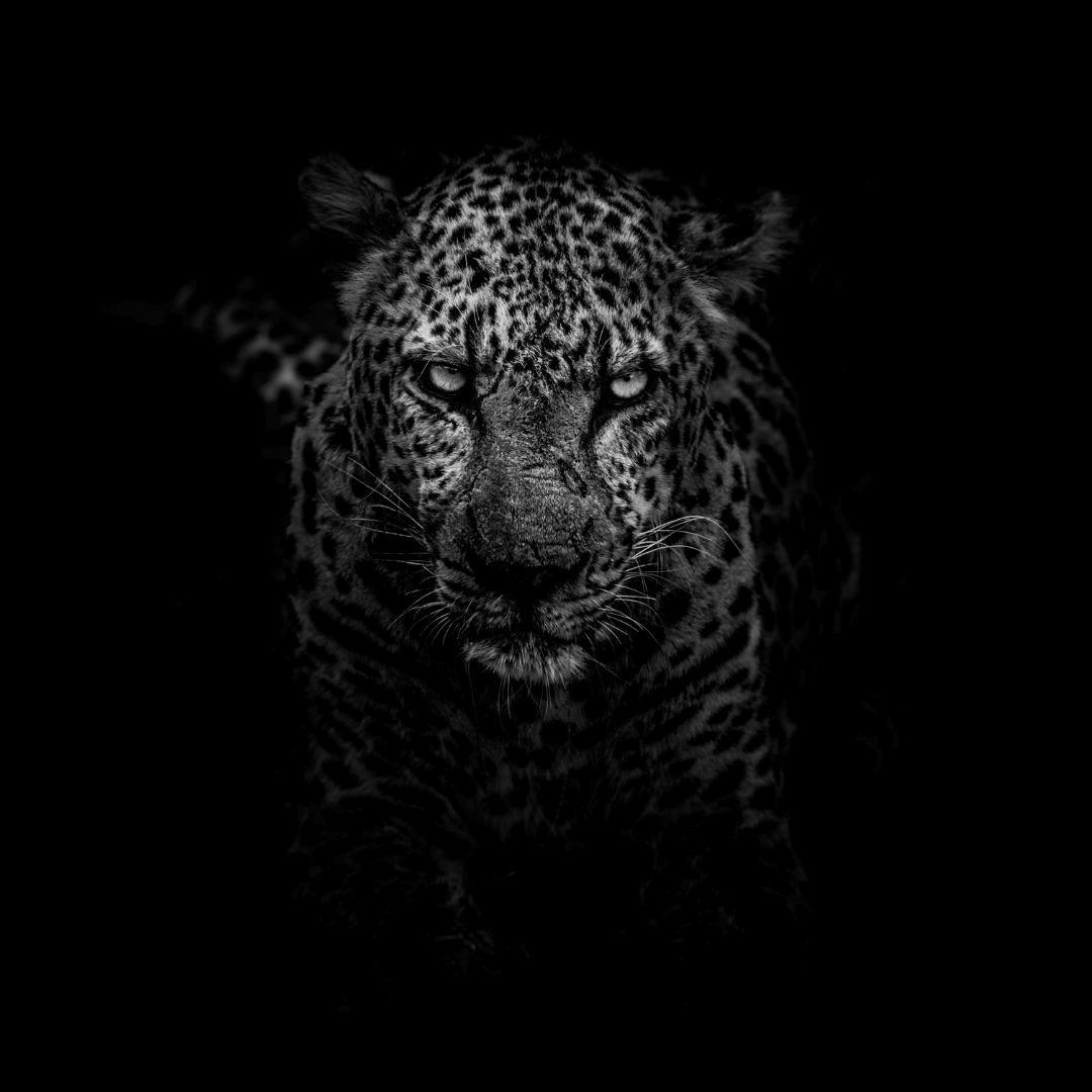 Unheard Voices - Leopards